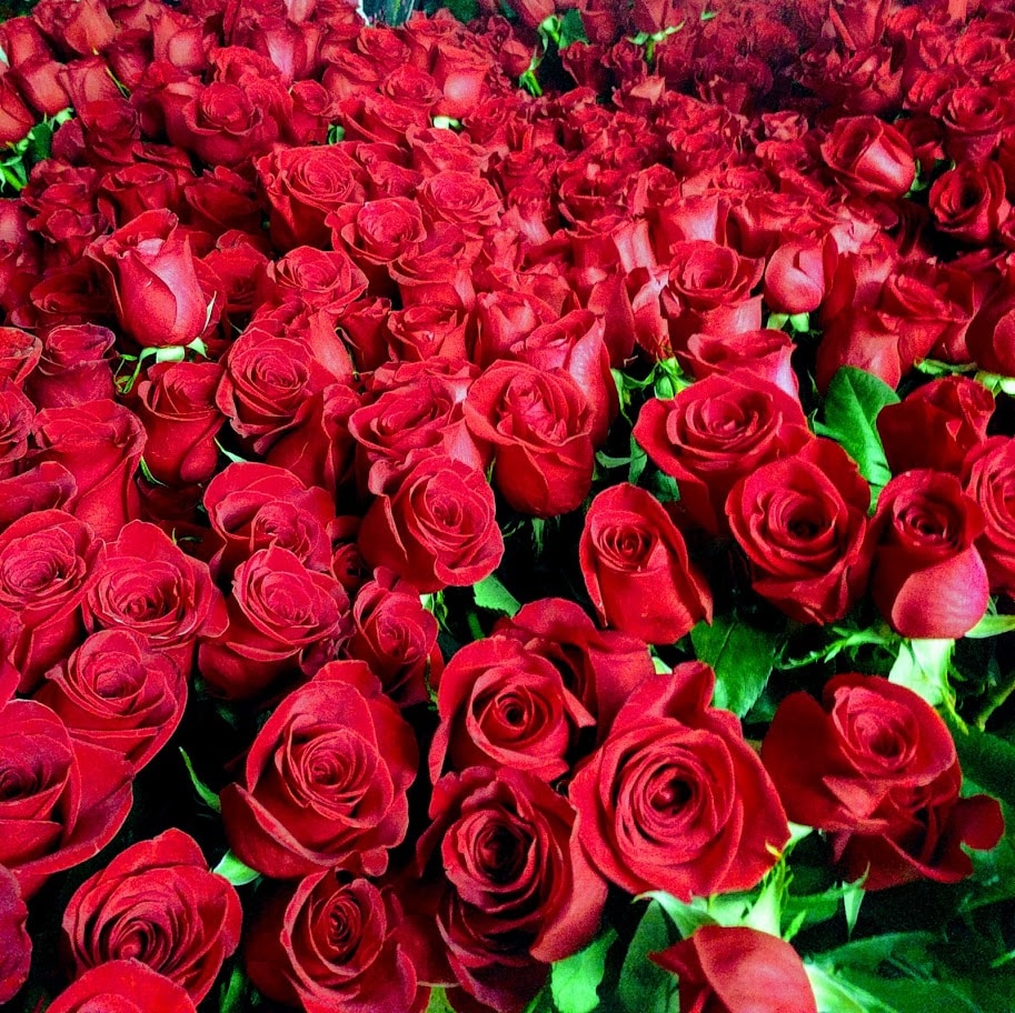12 Red Roses